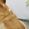 pet grooming comb 